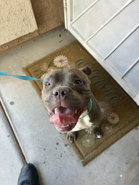 Bonkers - American Pit Bull Terrier