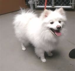 Cottonball image 1