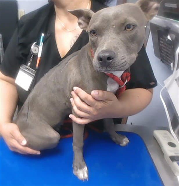 Harrah - American Pit Bull Terrier