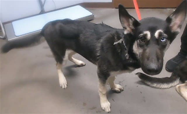 Mora - German Shepherd Dog