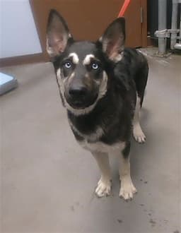 Lizzy image 1