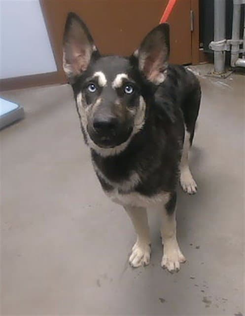 Lizzy - German Shepherd Dog