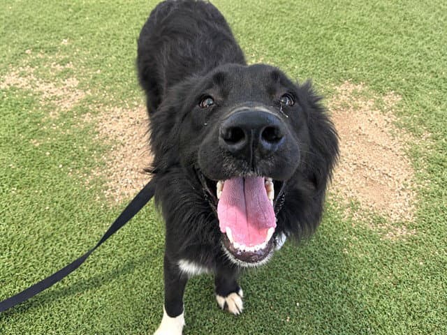 Wyatt - Border Collie