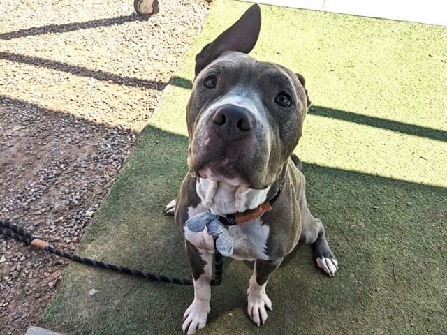 Eeyore - American Pit Bull Terrier