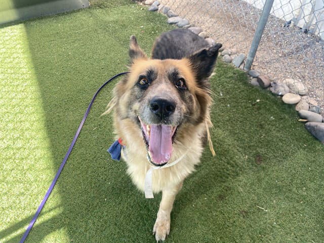 Tootsie - German Shepherd Dog