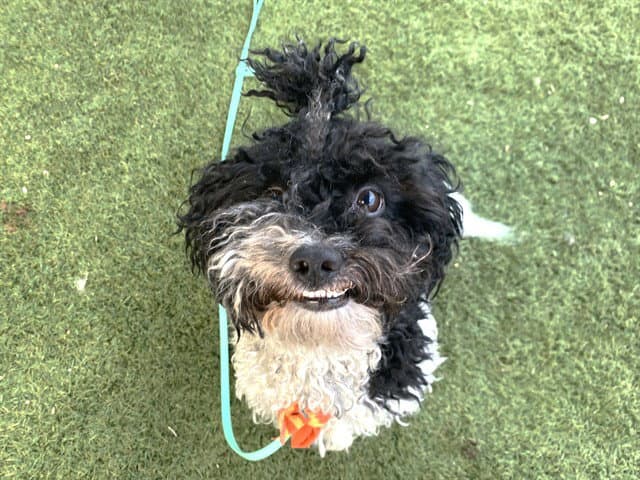 Bob