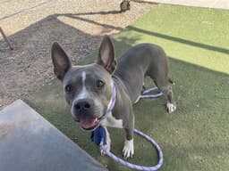 Lola image 1