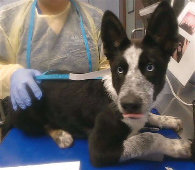 Ranger - Australian Cattle Dog/Blue Heeler