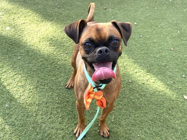 Dior - Pug