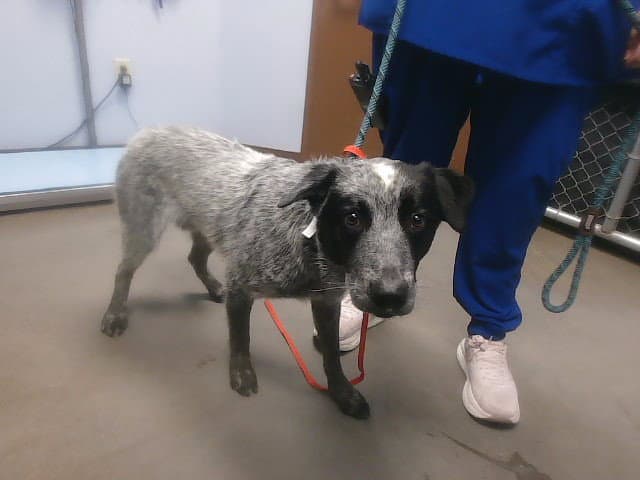 Chippy - Australian Cattle Dog/Blue Heeler
