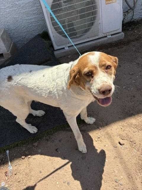 Persephone - Labrador Retriever
