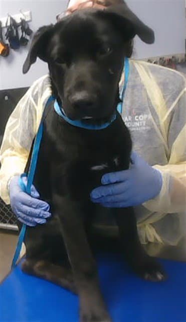 Mikey - Labrador Retriever