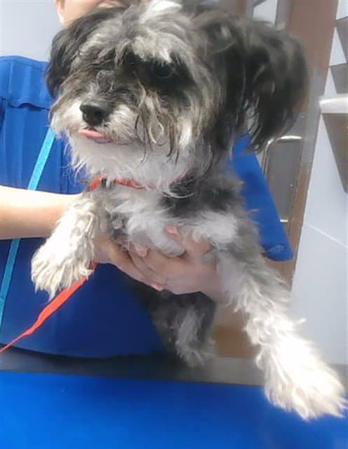 Lulu - Lhasa Apso
