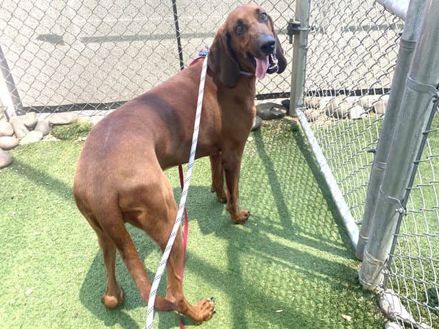 Snoop - Bloodhound