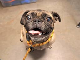 Puggle Wug image 1