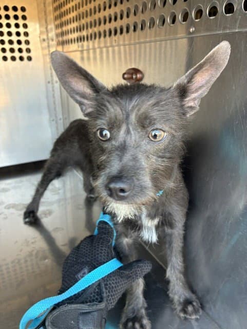Squeaks - Rat Terrier