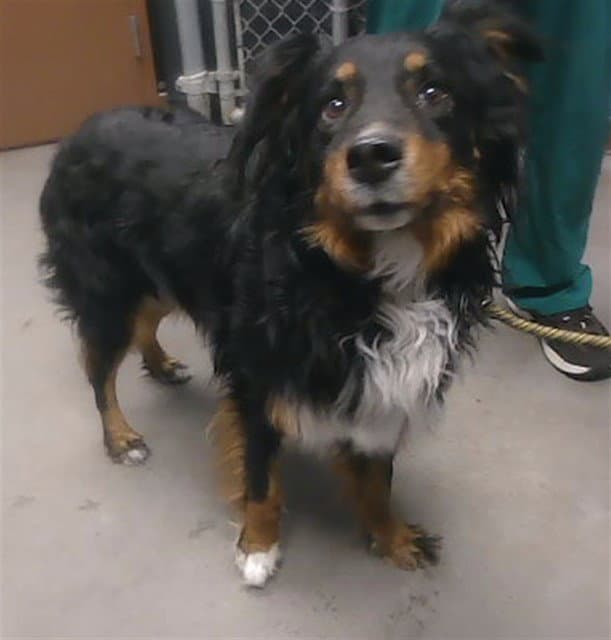 Cecilia - Australian Shepherd