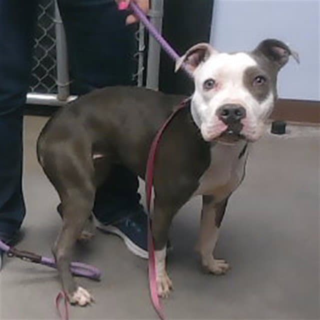 Paisley - American Pit Bull Terrier