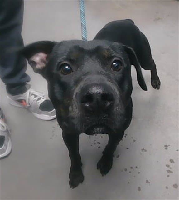 Titus - American Pit Bull Terrier