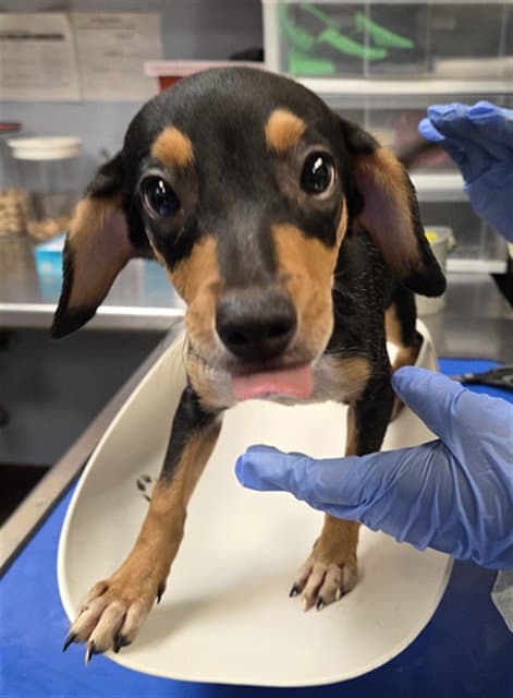 Lettuce - Miniature Pinscher