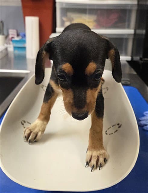 Cabbage - Miniature Pinscher