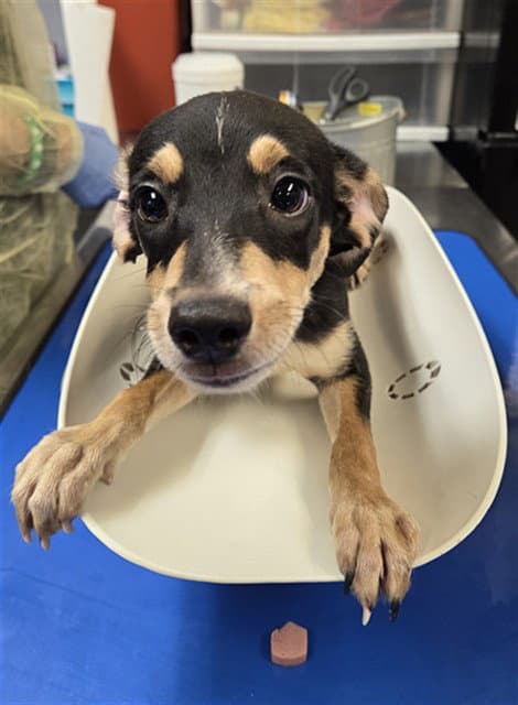 Tomato - Miniature Pinscher