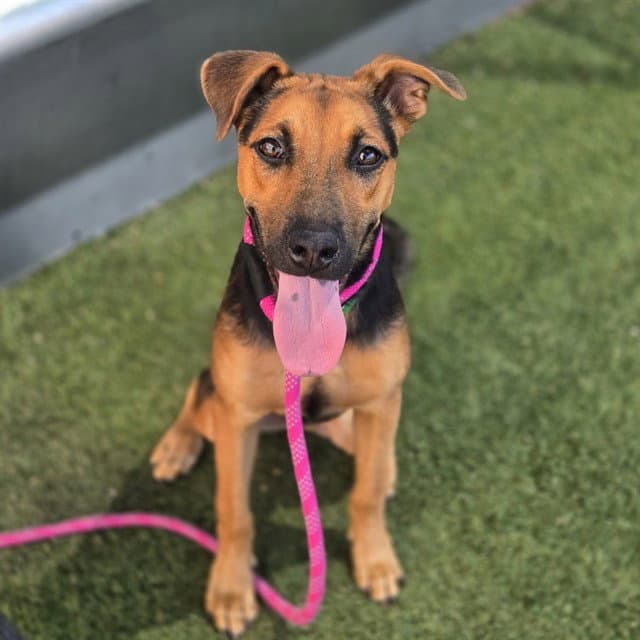 Lala - German Shepherd Dog