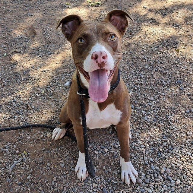 Dakota - American Pit Bull Terrier