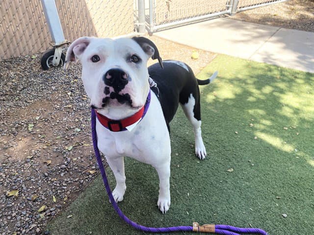 Princess - American Pit Bull Terrier