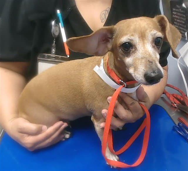 Zoey - Chihuahua