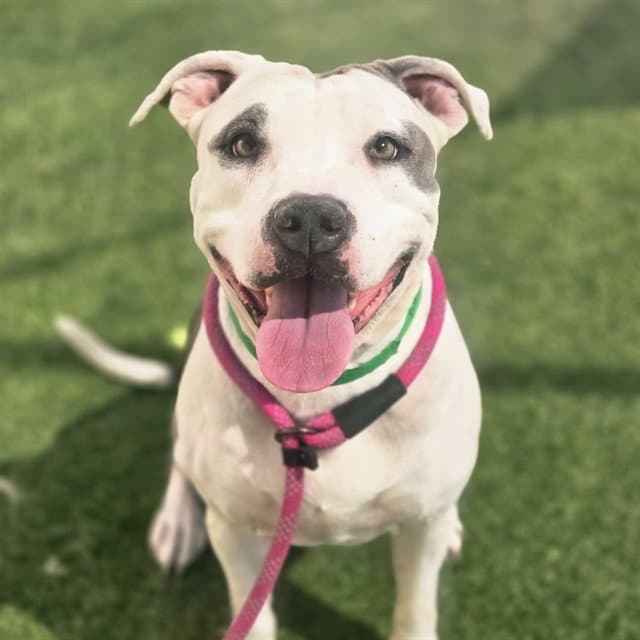 Rain - American Pit Bull Terrier