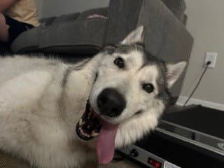 Malakai - Alaskan Malamute