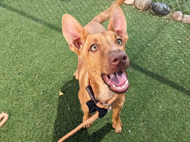 Yippee - Australian Kelpie