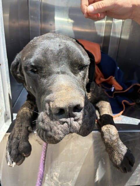 Teacup - Cane Corso Mastiff