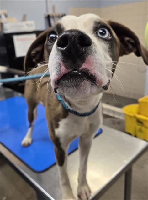 Marbles - American Pit Bull Terrier
