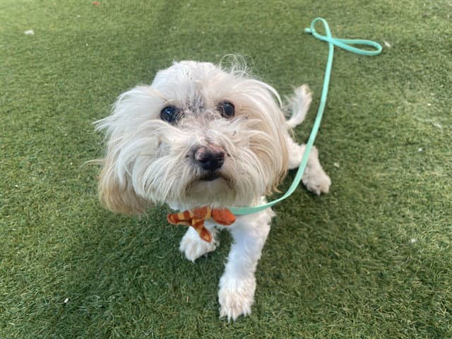 Larry - Maltese