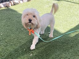 Darla image 1