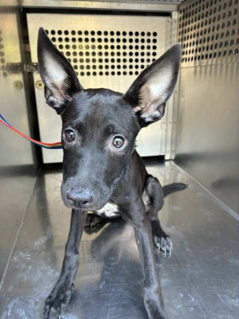 Abigail - Australian Kelpie