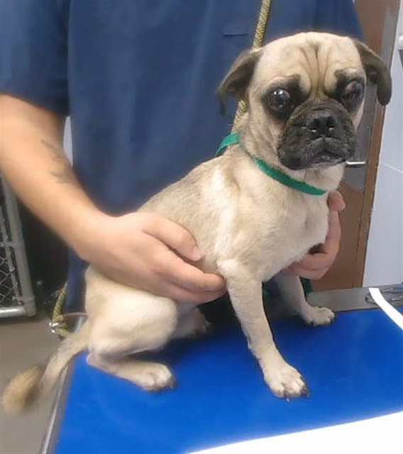 Mr Puggster - Pug