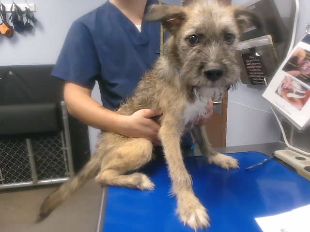 Scruff - Miniature Schnauzer