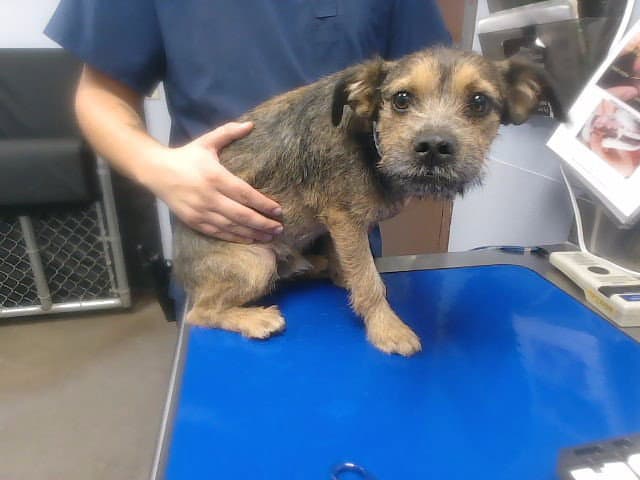 Mushu - Cairn Terrier
