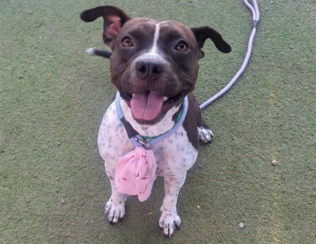 Fergie - American Pit Bull Terrier