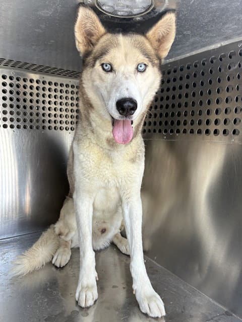Cisco - Siberian Husky