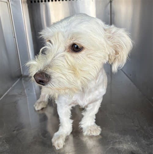 Wiggles - Poodle (Miniature)