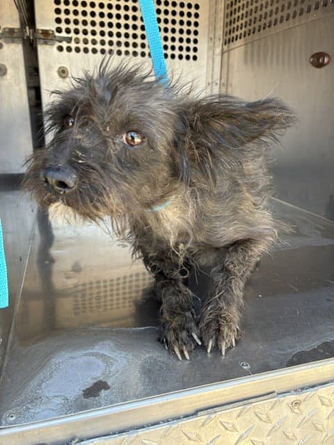 Gala - Cairn Terrier