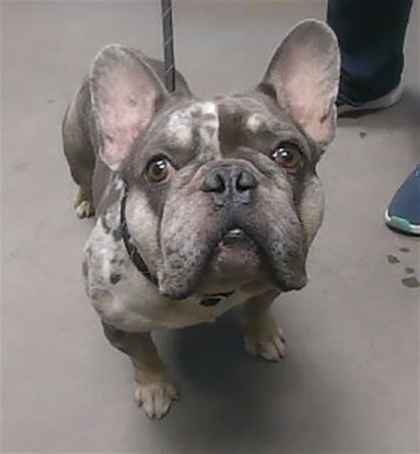 Dumbo - French Bulldog
