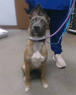 Tilly image 1