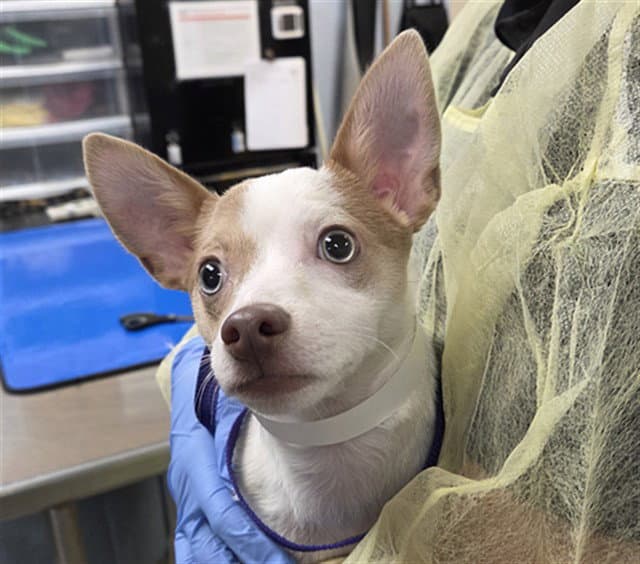 Emilio - Chihuahua