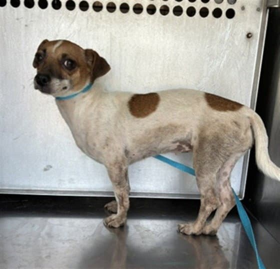 Summer - Parson Russell Terrier