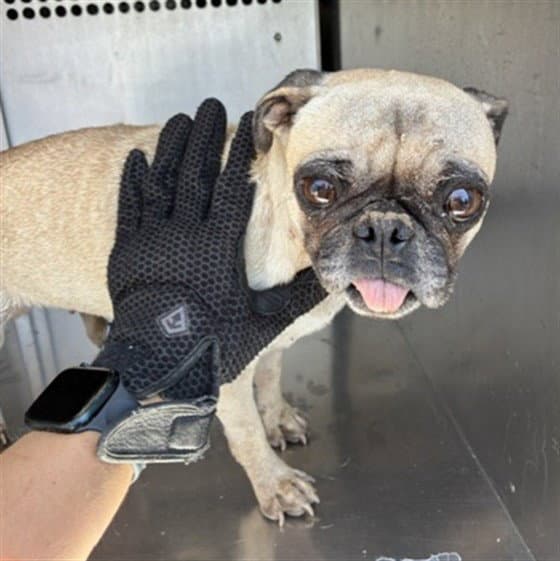Bikini - Pug